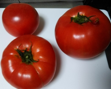 ふぞろいのトマトたち